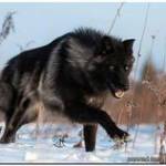Warwolf Profile Picture