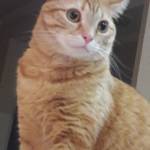 Pumpkin Gato Profile Picture