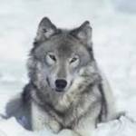 MountainWolfe Profile Picture