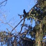 Laffin Crow Profile Picture