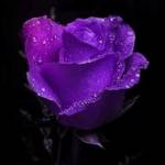 purplerose59 Profile Picture
