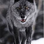 Lonewolf1 Profile Picture
