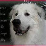 Great Pyrenees Profile Picture