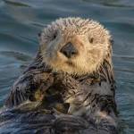 Honest Otter Profile Picture