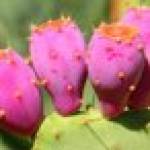 Prickly Pear Profile Picture