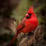 Red Bird Cardinal Profile Picture