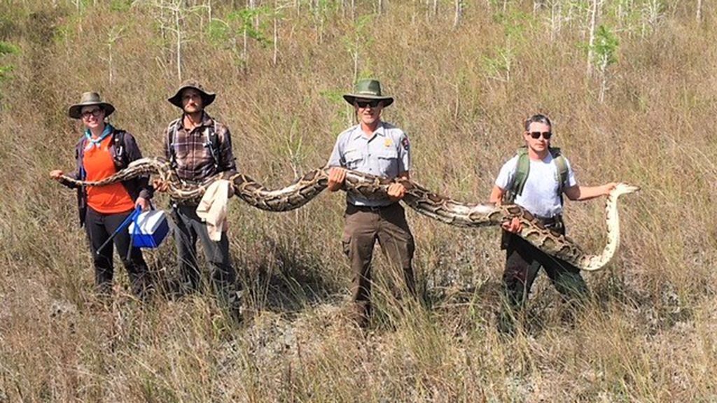 An Everglades record: largest female python captured in Big Cypress | Fox News