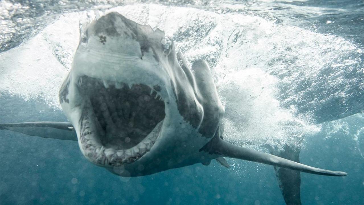 Great white sharks are afraid of orcas, study finds | Fox News