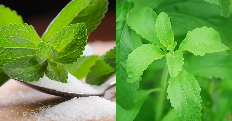 Study Finds Stevia Kills Lyme Disease Pathogen Better Than Antibiotics - Herbs Info