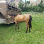 AE Star Ranch & Performance Horses Profile Picture