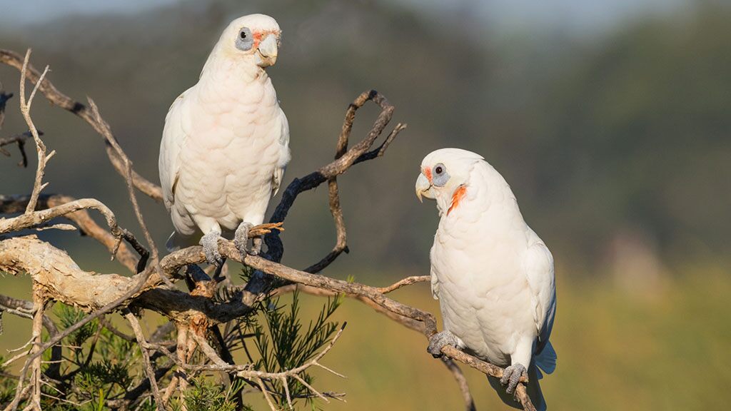 Dozens of birds 'bleeding from their mouths' fall from the sky in Australia | Fox News