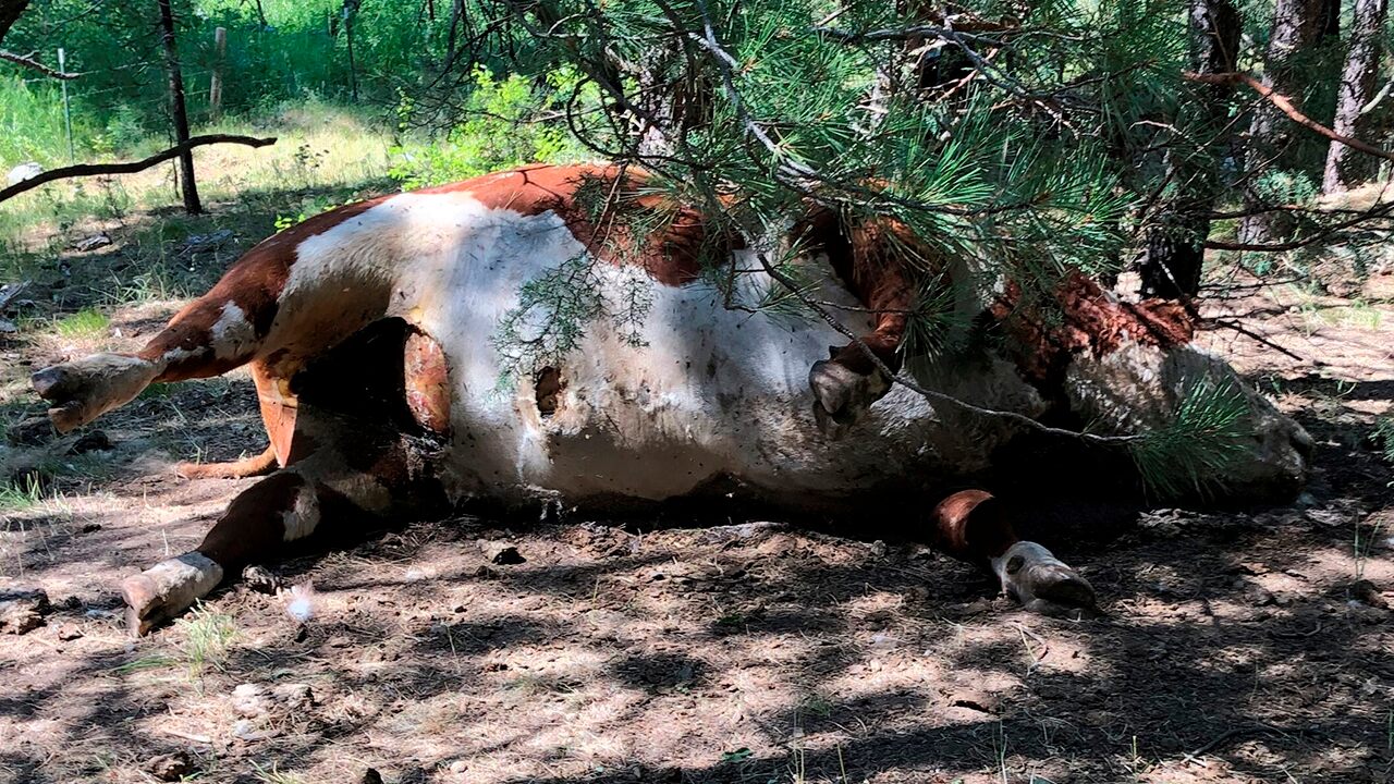 Oregon cow mutilations spark conspiracy theories: 'A lot of people lean toward the aliens' | Fox News