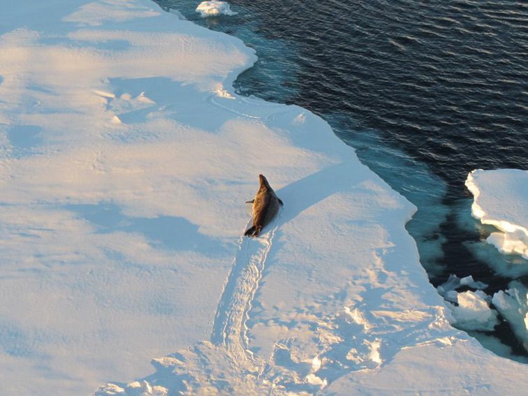 Increase in Antarctic sea ice could trigger an ice age, study finds - CNET
