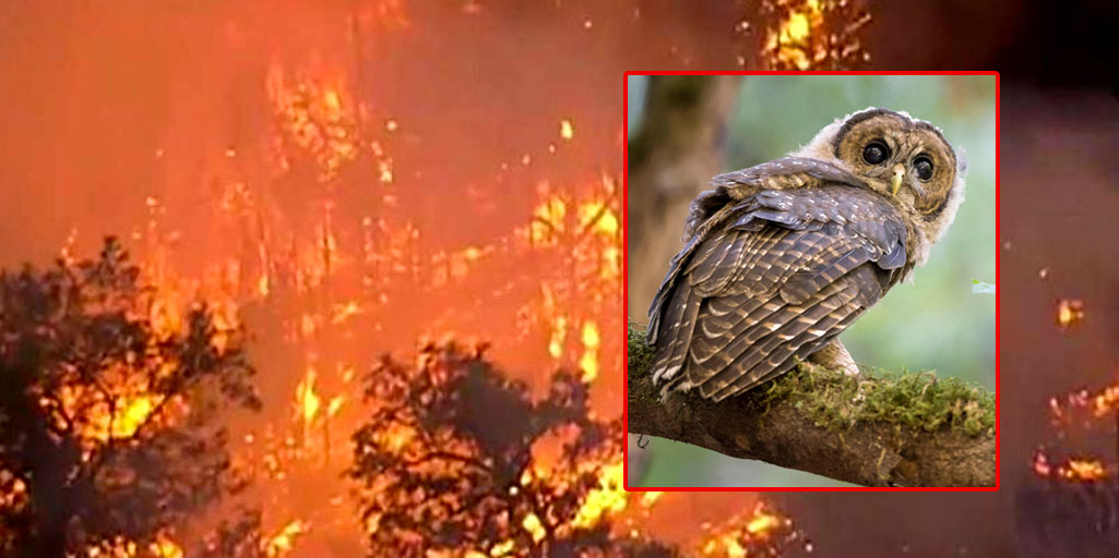 BREAKING: All spotted owls killed in wildfire caused by logging restrictions to protect spotted owls – Genesius Times