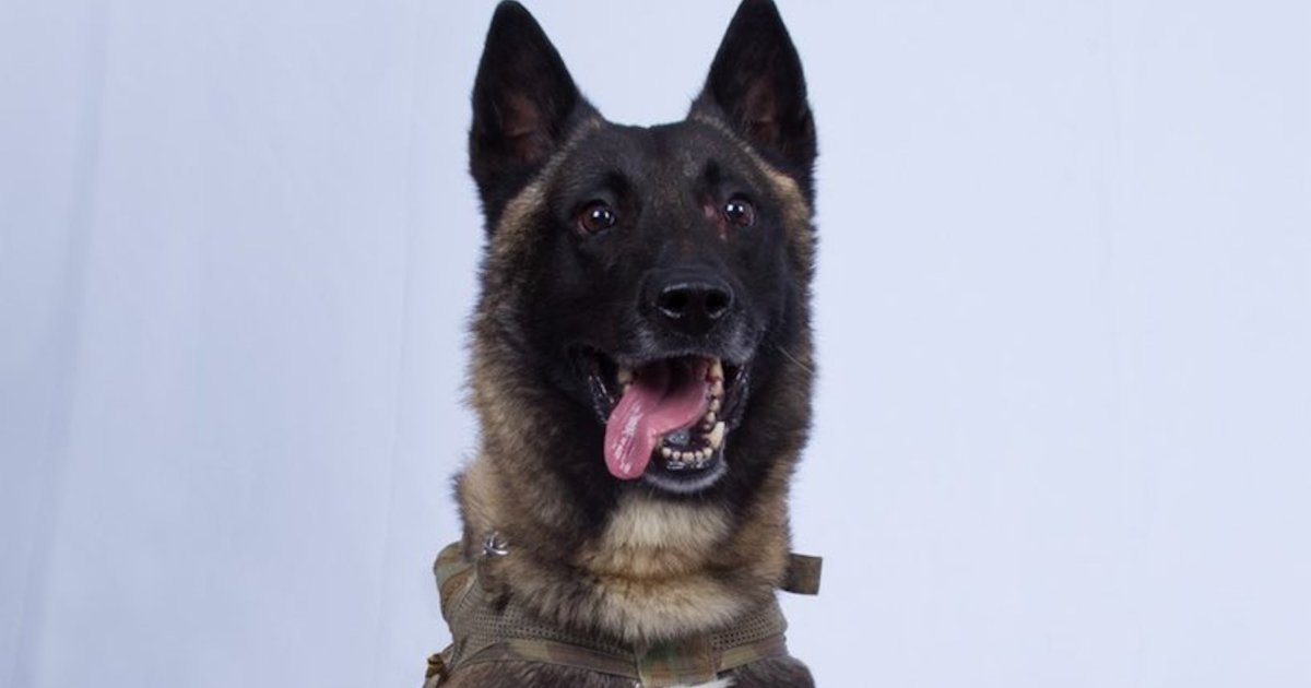 Veterans call for Delta Force dog Conan to get Purple Heart