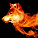Firewolf Profile Picture