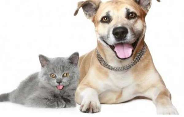 How to Keep Dogs and Cats Safe from Pests