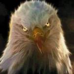 One Patriot profile picture