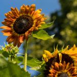 ssz_sunflower Profile Picture