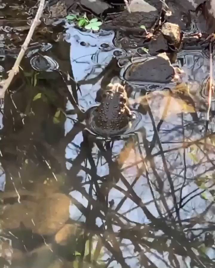 Vincent Kennedy on Twitter: "Pepe releasing the vibes, worldwide...#QAnon https://t.co/lpHMa474R5"