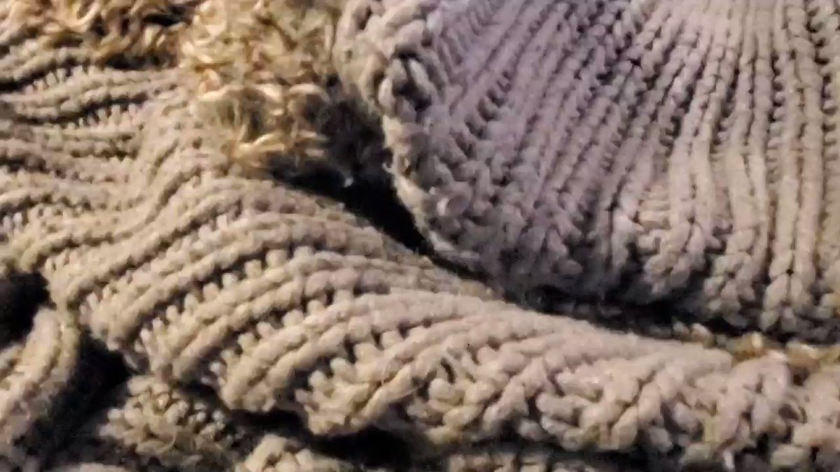 Vincent Kennedy on Twitter: "New Member of the VK Family. Meet Marley...… "