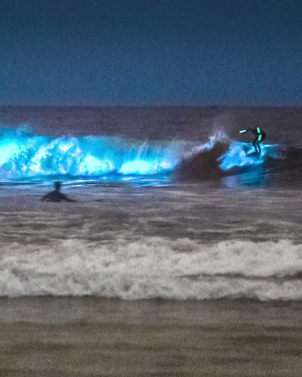 S⭐️E⭐️A⭐️N auf Twitter: "Bioluminescent algae appeared in the ocean and beaches in California. @GenFlynn @BarbaraRedgate https://t.co/JzyFBJtHvv"