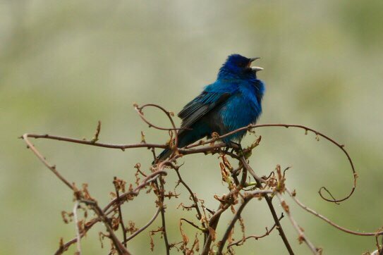 White House Photos auf Twitter: "The special bird is singing in the trees for the sky! Photo by William Moon on May 23, 2020 at the Shenandoah National Park… https://t.co/8eUYj7400Q"