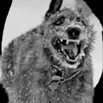 Northernwolfhound2 Profile Picture