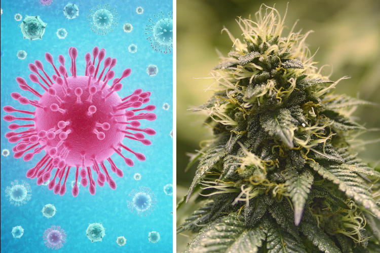 Promising Research Shows that Some Cannabis Strains May Help Protect Against Covid-19