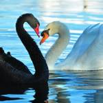 Black Swan Profile Picture
