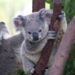 koala Profile Picture
