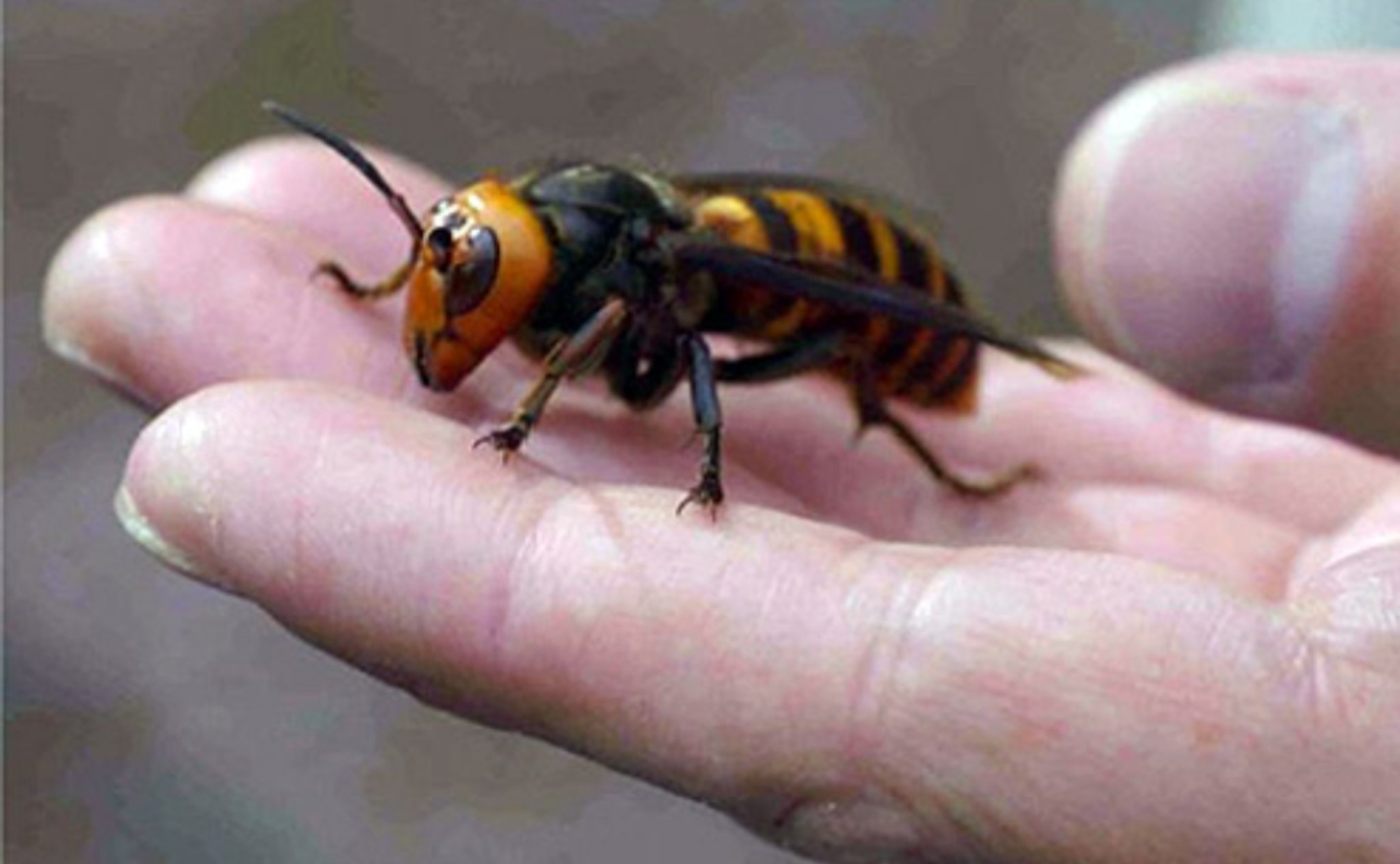 KEK PRODUCTIONS auf Twitter: "Funny how this (New) species of Hornet looks just like the already known "Japanese Giant Hornet, which shares the (exact) same traits as the "Murder Hornet" and has been in the United States for over a decade...   (Left - Jap. giant Hornet)(Right - Murder Hornet)… https://t.co/idbcghVTiF"