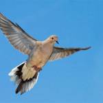 Doves Profile Picture