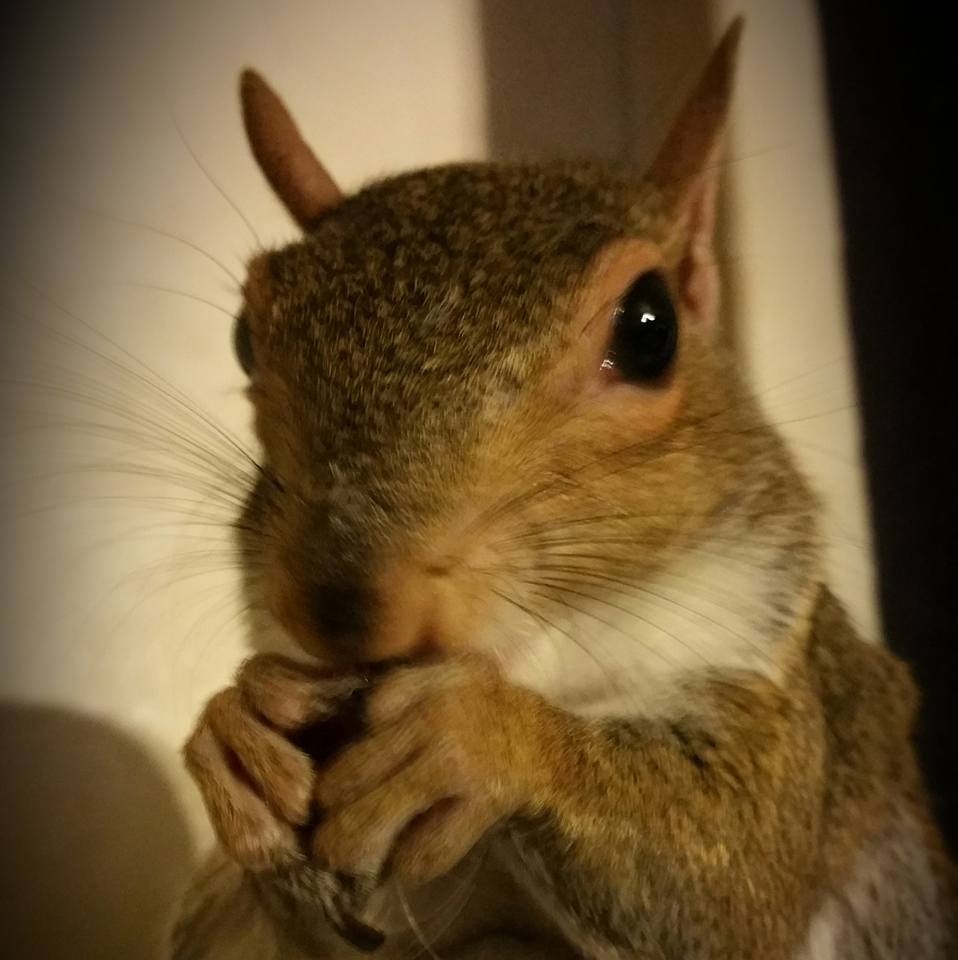 Dee Stevens ????️?God Wins! #WWG1WGA auf Twitter: "Make sure to tune in tomorrow at 4pm Est as I sit down with @RQueeninc for a 'Fun Friday'. Many topics including one about this wonderful little guy... 'Lucky The Rescue Squirrel'.#WWG1WGAWORLDWIDE #WWG1WGA… https://t.co/BEudn7kCHk"