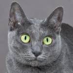 Graycat Profile Picture
