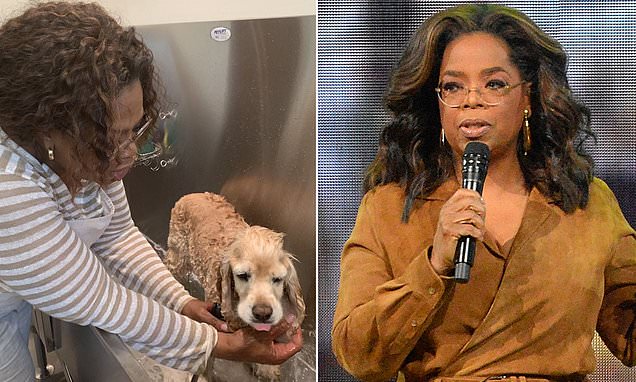 Oprah Winfrey reveals she has canceled ALL plans through the end of 2020 | Daily Mail Online