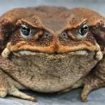 muckfrog Profile Picture