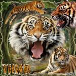 Tiger Patriots Profile Picture