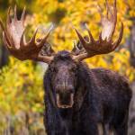 Muddy Moose Profile Picture