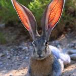 Rabbitears Profile Picture