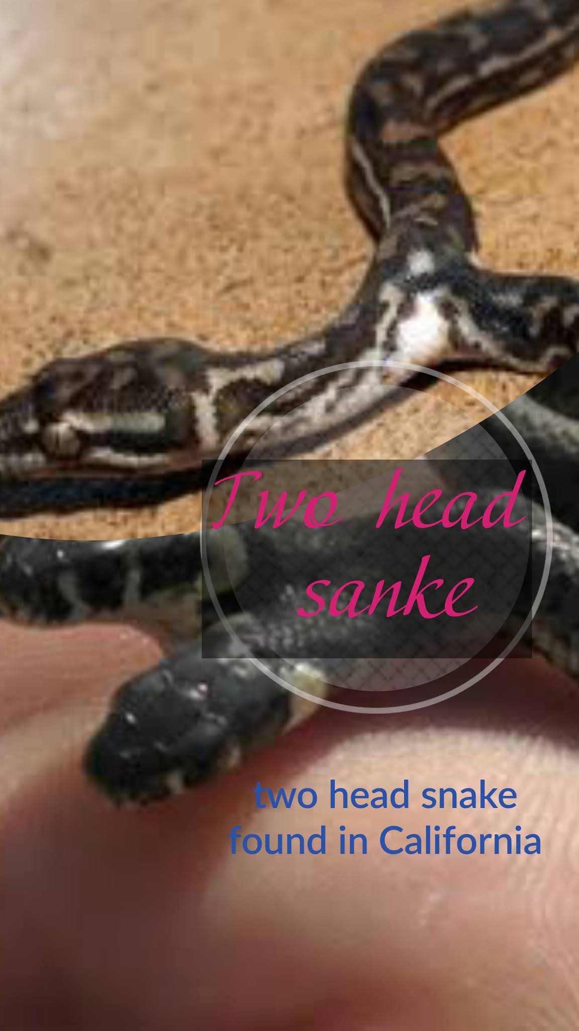 Carolina woman finds two headed snake in home