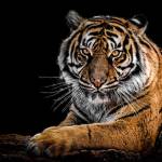 White_tiger Profile Picture