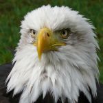 EagleLady Profile Picture