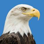 Daily Eagle Profile Picture