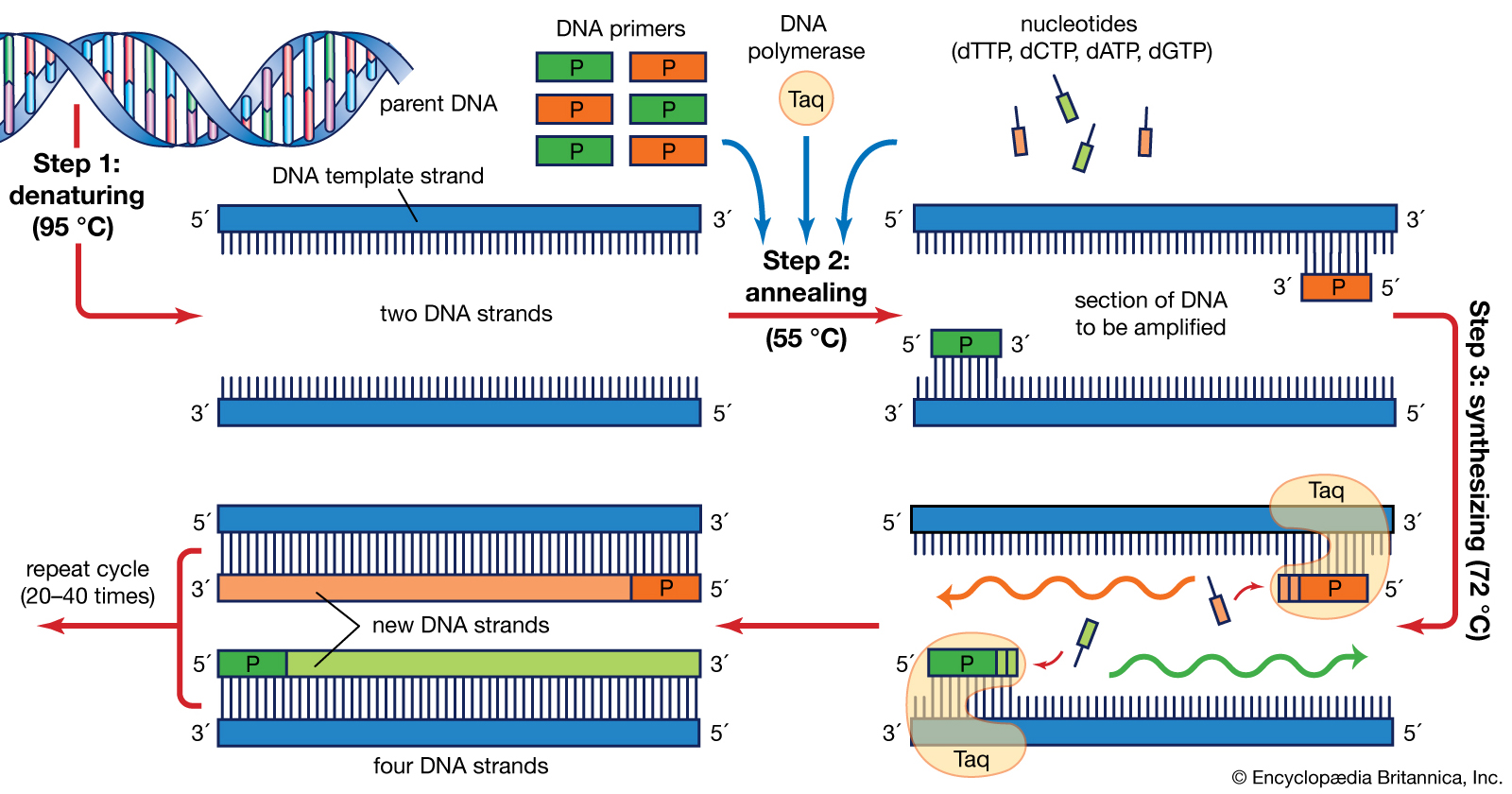 Covid-19: Widely used PCR test is up to 97-percent unreliable.