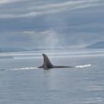 Orcas Profile Picture