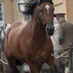 Warhorse Profile Picture