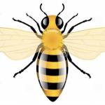 Honeybee4 Profile Picture