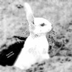 Bunker Rabbit Profile Picture