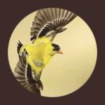 AmericanGoldfinch Profile Picture